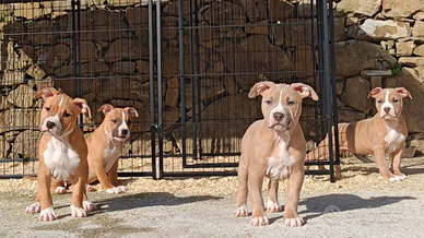 Cuccioli di American Pitbull Terrier ukc
