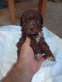Cuccioli di Lagotto romagnolo