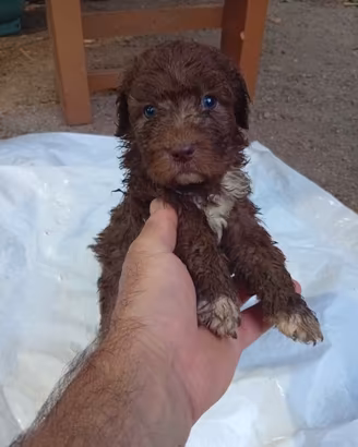 Cuccioli di Lagotto romagnolo