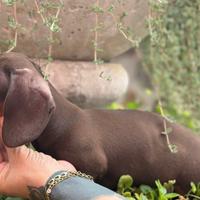 Bassotto maschio cioccolato