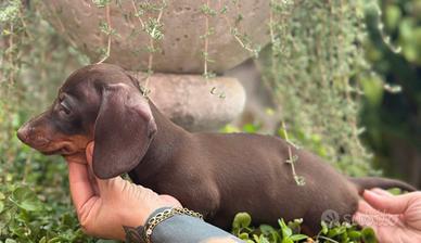 Bassotto maschio cioccolato