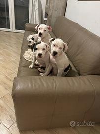 American Bulldogs