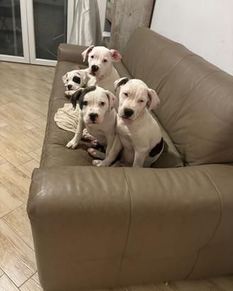 American Bulldogs