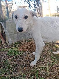 Oipe: docile e socievole. Taglia contenuta