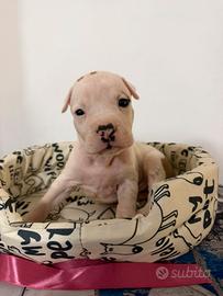 Cuccioli di American Staffordshire Terrier