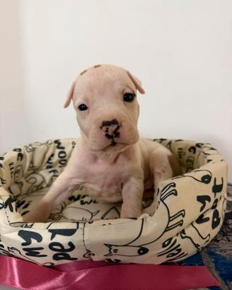 Cuccioli di American Staffordshire Terrier