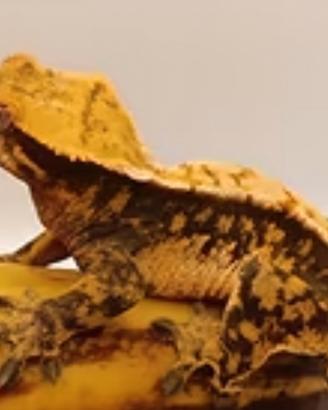 Geco ciliato
