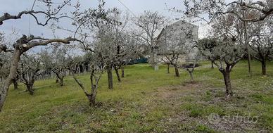 Uliveto,francavilla d'ete,con terreno edificabile
