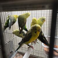 Cocorite ala nera pappagalli