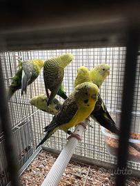 Cocorite ala nera pappagalli