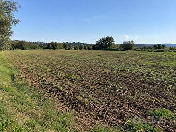 Terreno Agricolo - Siena