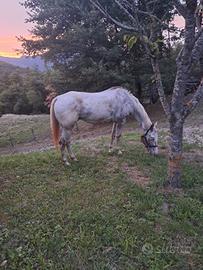 Cavallo appaloosa argentino