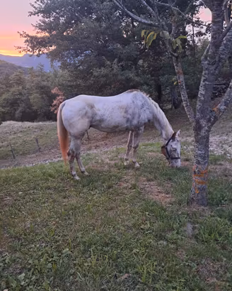 Cavallo appaloosa argentino