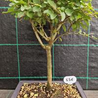 Bonsai di Ligustro Cinese 156