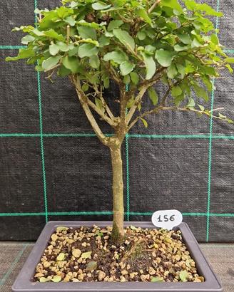 Bonsai di Ligustro Cinese 156