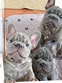 Bulldog francese blu