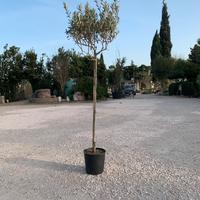 Pianta Olivo Leccino, 5 anni, Altezza 190/200cm
