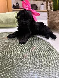 Cucciola minitoy