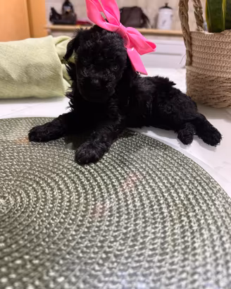 Cucciola minitoy