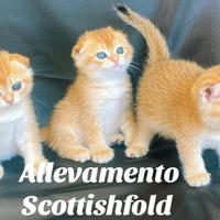 Scottish fold 2 femmine e 1maschetto colore Golden