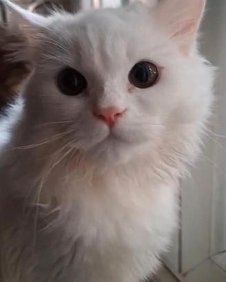 Vendita gatti