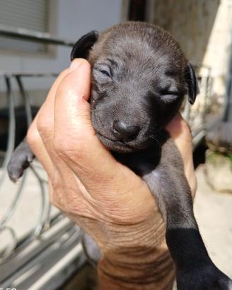 Cuccioli piccolo levriero italiano