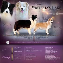 Cuccioli Border collie