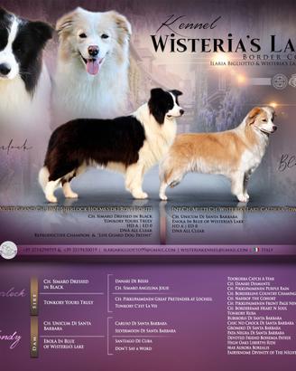 Cuccioli Border collie
