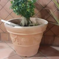 piante grandi bonsai in vasi di vetroresina 