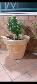piante grandi bonsai in vasi di vetroresina 