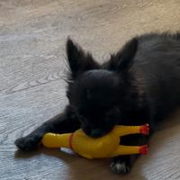 Cuccioli Chihuahua