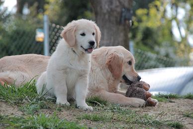 Golden Retriever cucciolata