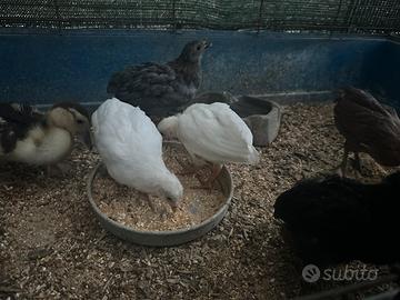 Pulcini araucana e olive