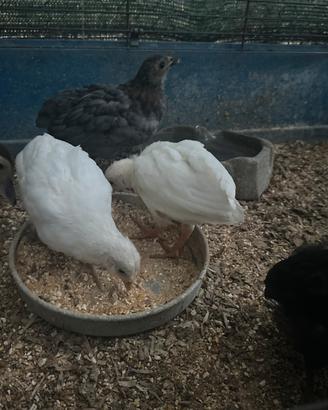 Pulcini araucana e olive