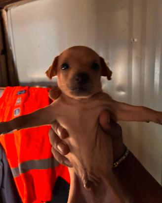 Animali