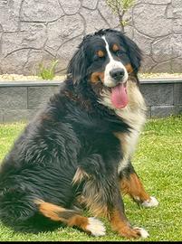 Bovaro maschio disponibile per monta