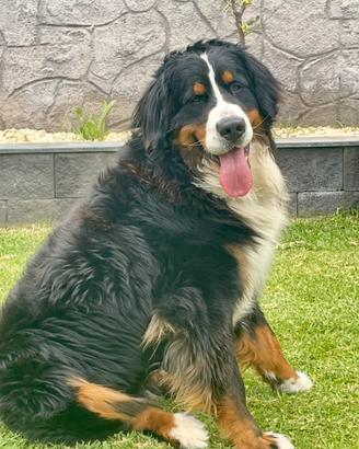 Bovaro maschio disponibile per monta