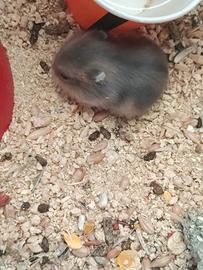 Cuccioli di criceto