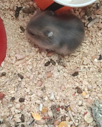 Cuccioli di criceto