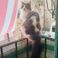 Dono gatto adorabile