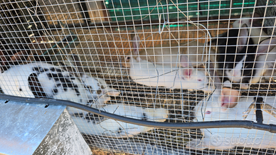 Conigli grande taglia