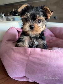 Cuccioli Yorkshire