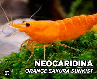 Neocaridina / gamberetto / shrimp orange