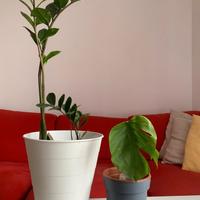 ZZ & Monstera Pianta