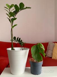 ZZ & Monstera Pianta