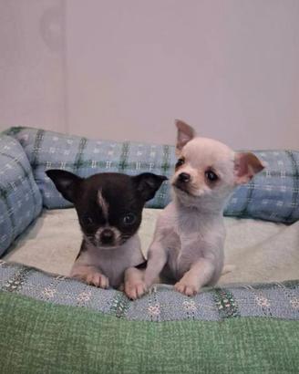 Chihuahua messicano