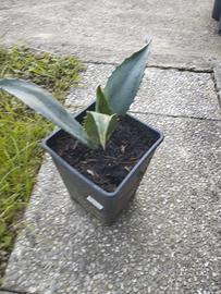 piantine di agave 