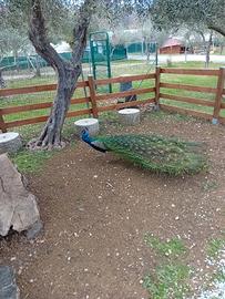 Pavone maschio adulto