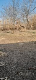 Terreno, Mondragone "DOMIZIANA"