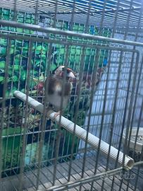 Cardellino faccia nera